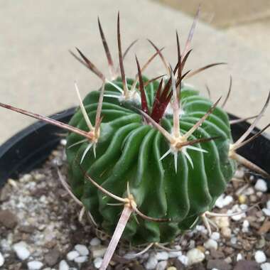 Stenocactus crispatus syn.Echinofossulocactus lamellosus,Stenocactus lamellosus