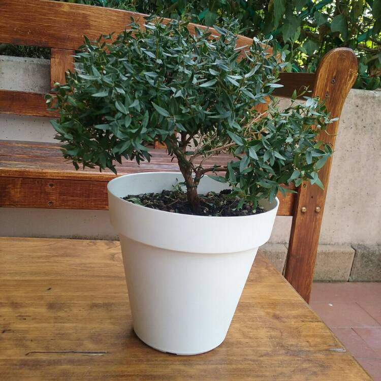 Plant image Myrtus communis 'Lumi'