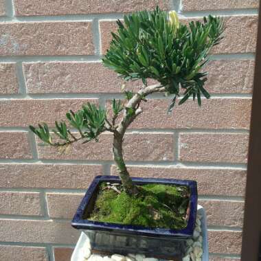 Buddhist Pine