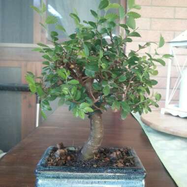 Chinese Elm