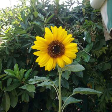 Sunflower 'Giant Single'