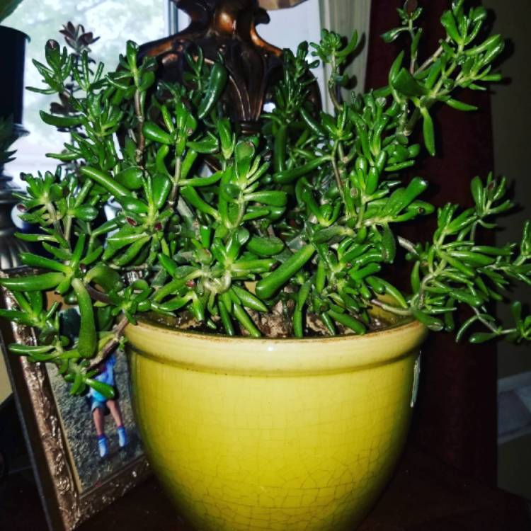 Plant image Crassula Ovata 'Gollum'