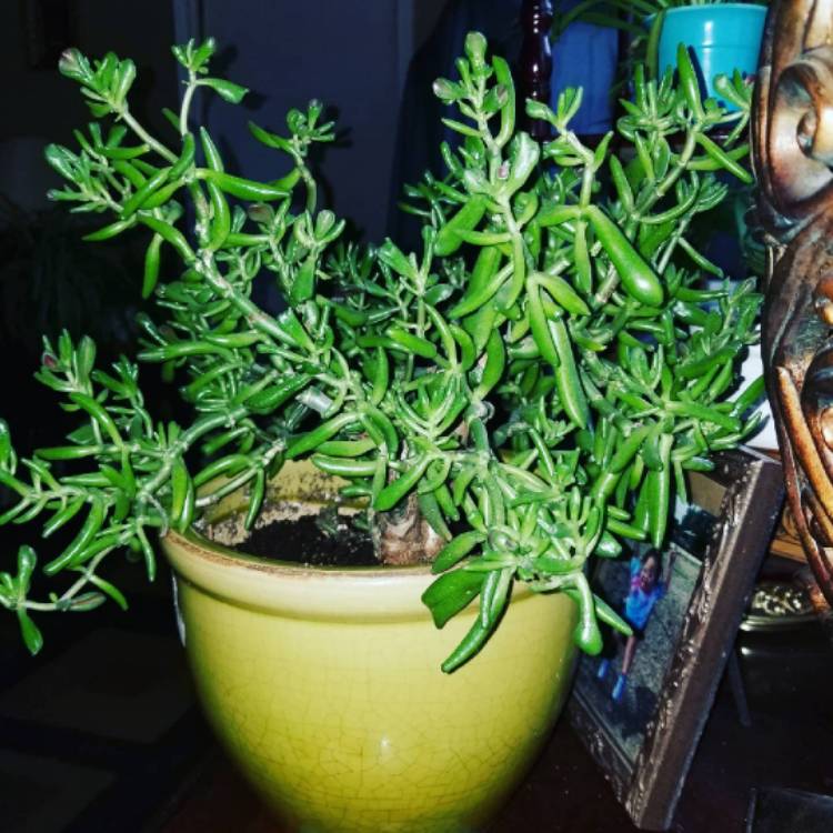 Plant image Crassula Ovata 'Gollum'