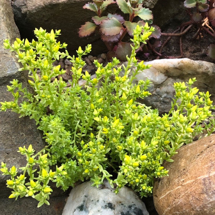 Plant image Sedum Hispanicum Aureum