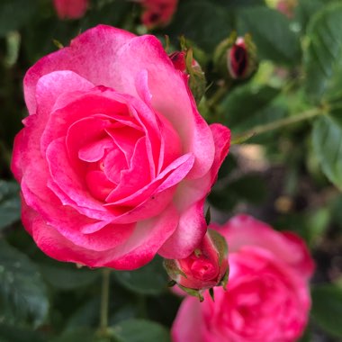 Rosa