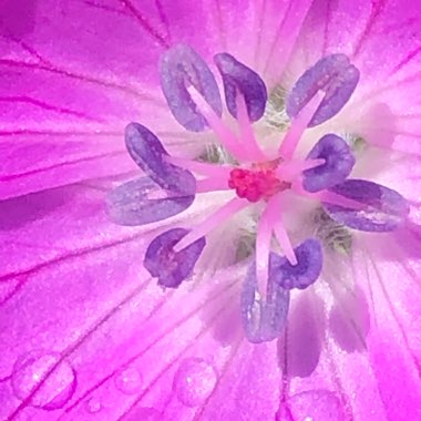 Erodium x variabile 'Bishop's Form'