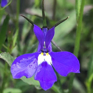 Lobelia erinus