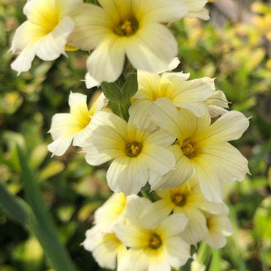 Sisyrinchium striatum