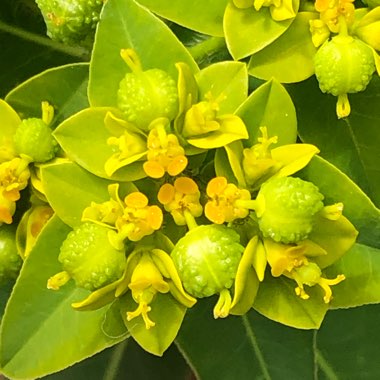 Euphorbia oblongata