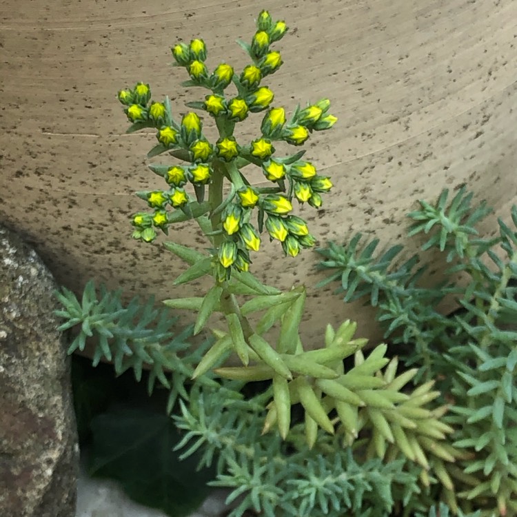 Plant image Sedum Rupestre