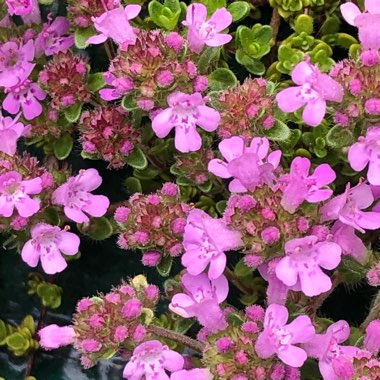 Thymus Praecox