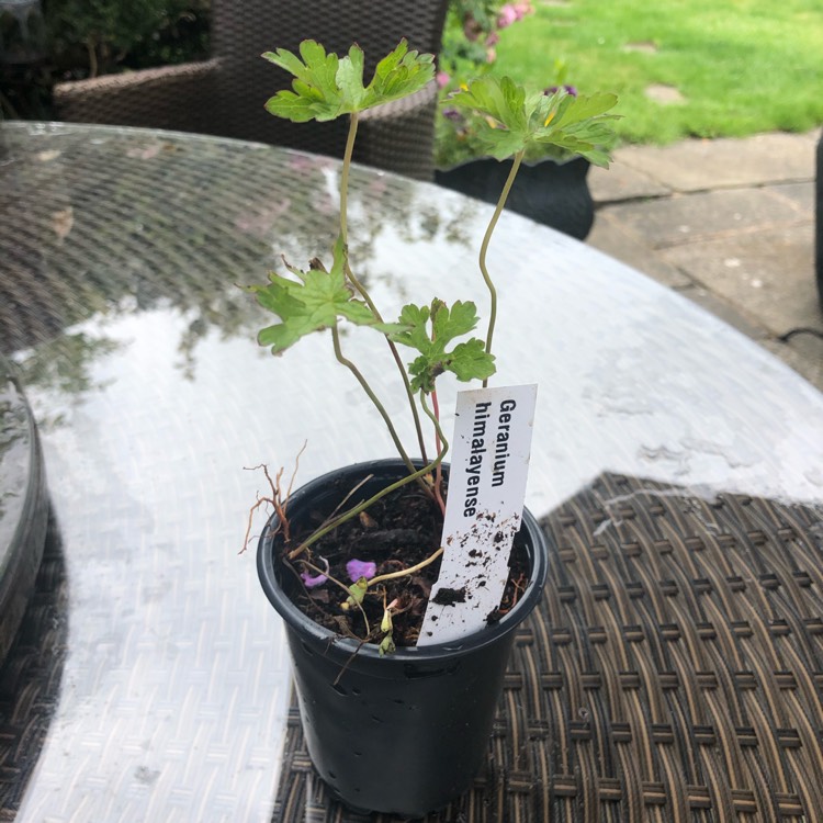 Plant image Geranium himalayense  syn. Geranium grandiflorum