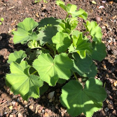 Alchemilla mollis