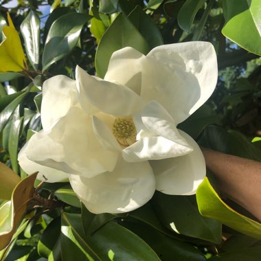 Magnolia grandiflora