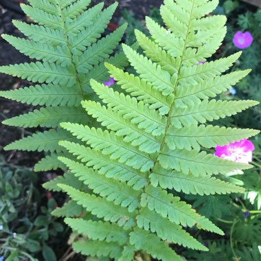 Athyrium filix-femina