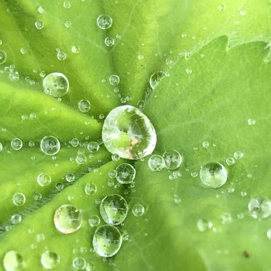 Alchemilla mollis