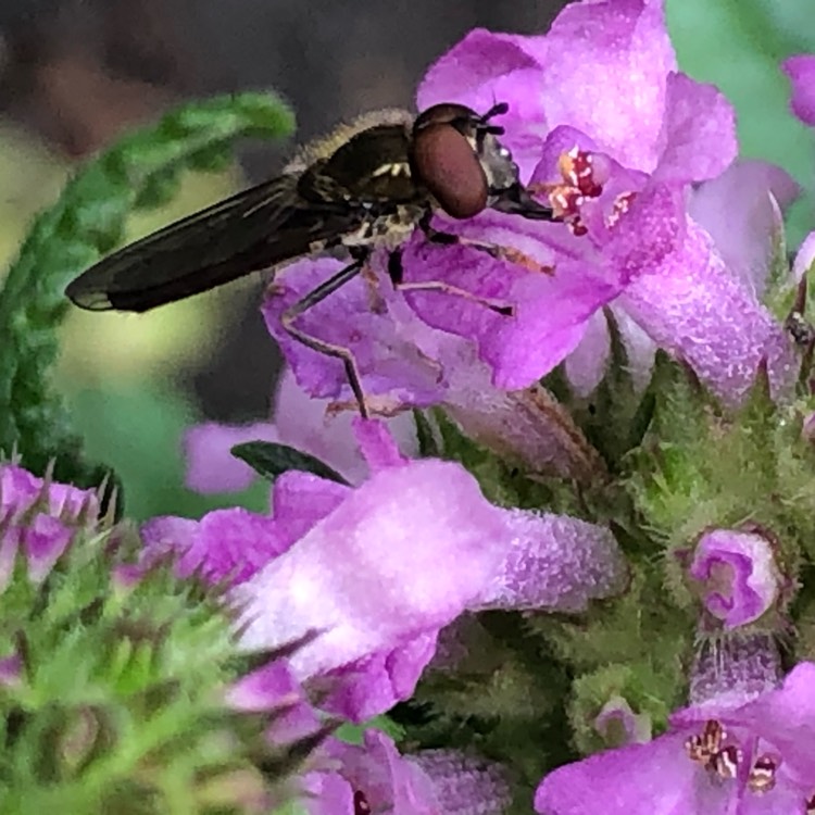 Plant image Stachys