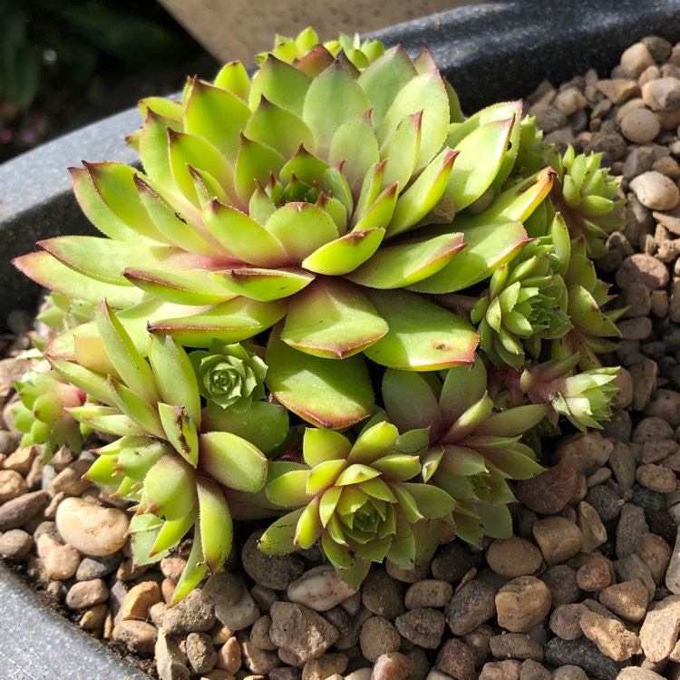 Plant image Sempervivum Tectorum