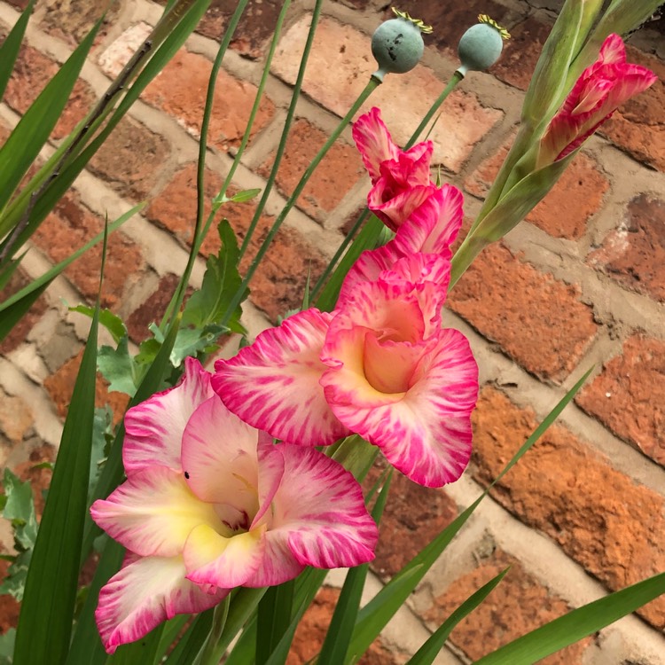 Plant image Gladiolus 'Priscilla'