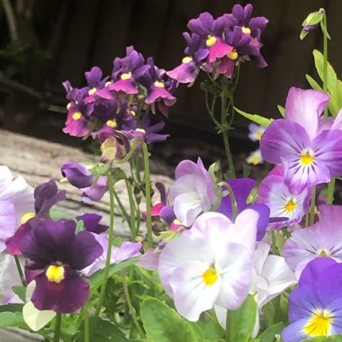 Nemesia 'Berries And Cream'