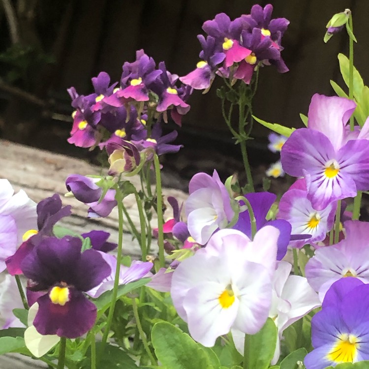 Plant image Nemesia 'Berries And Cream'