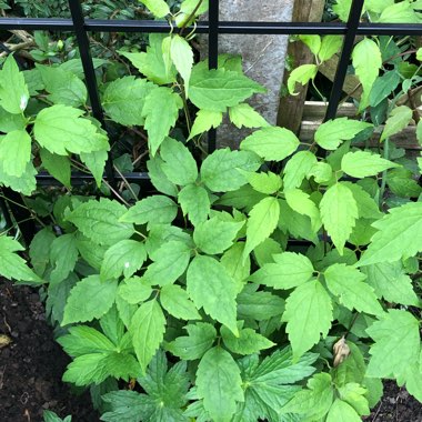 Clematis alpina