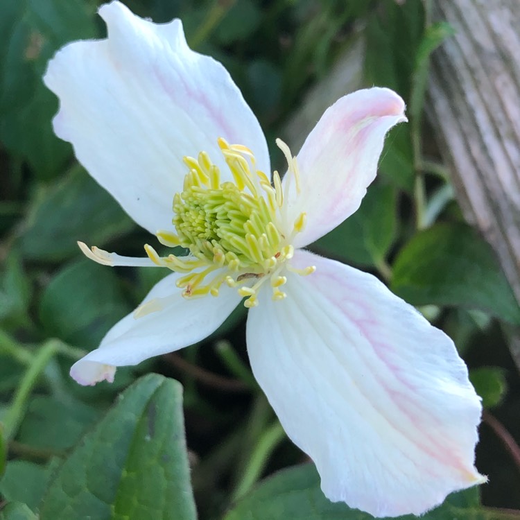 Plant image Clematis montana