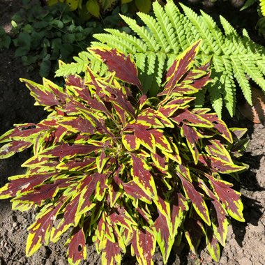 Solenostemon scutellarioides  syn. Plectranthus scutellarioides, Coleus scutellarioides, Coleus blumei