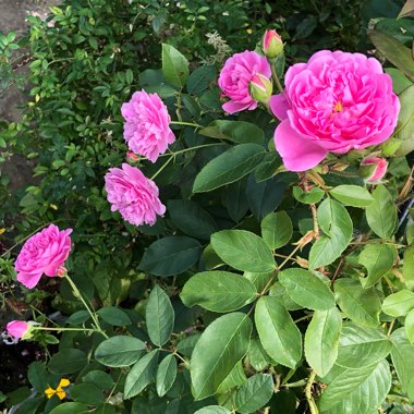 Rosa 'Aushouse' syn. Rosa 'Harlow Carr'