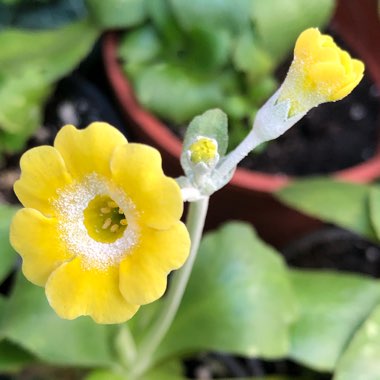 Primula auricula