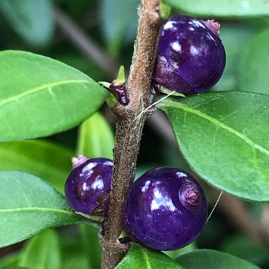 Lonicera ligustrina var. yunnanensis syn. Lonicera nitida