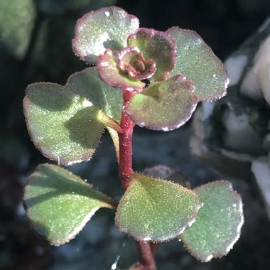 Sedum Spurium 'Voodoo'