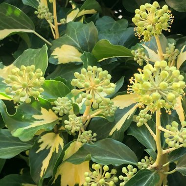 Hedera helix 'Goldheart'