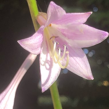 Hosta