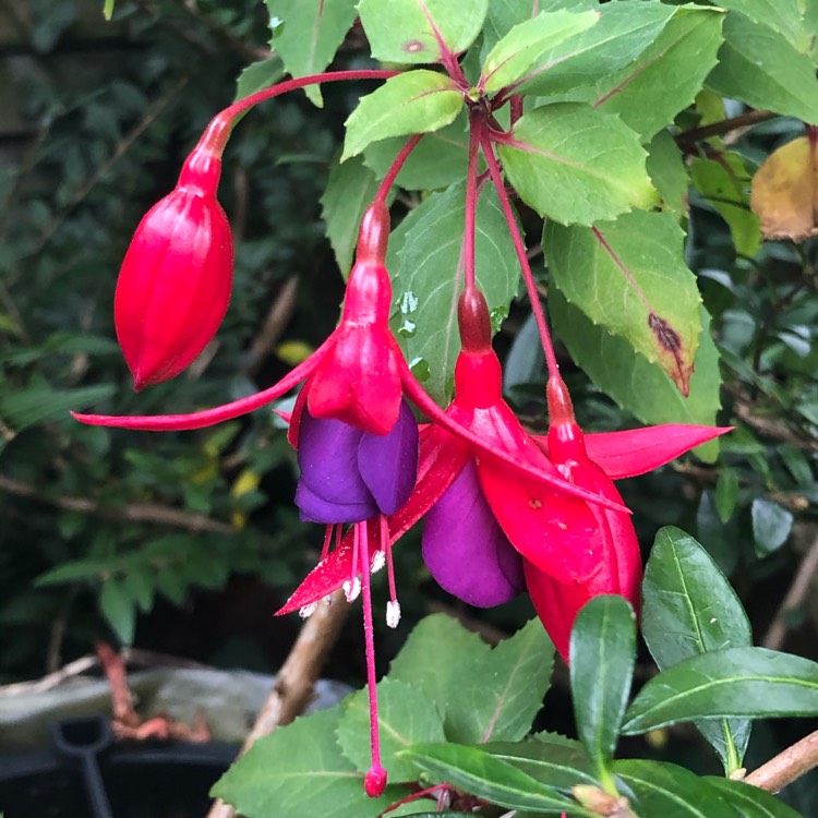 Plant image Fuchsia 'Angela'