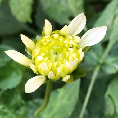 Dahlia (Border Varieties)