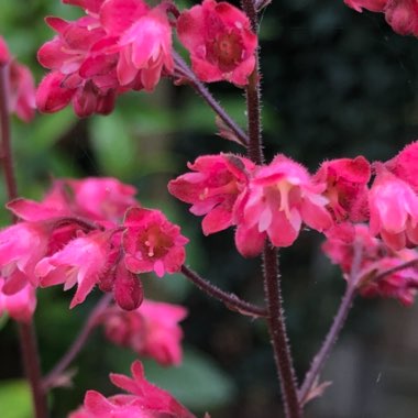 Heuchera americana 'Paris' syn. Heuchera 'Paris'