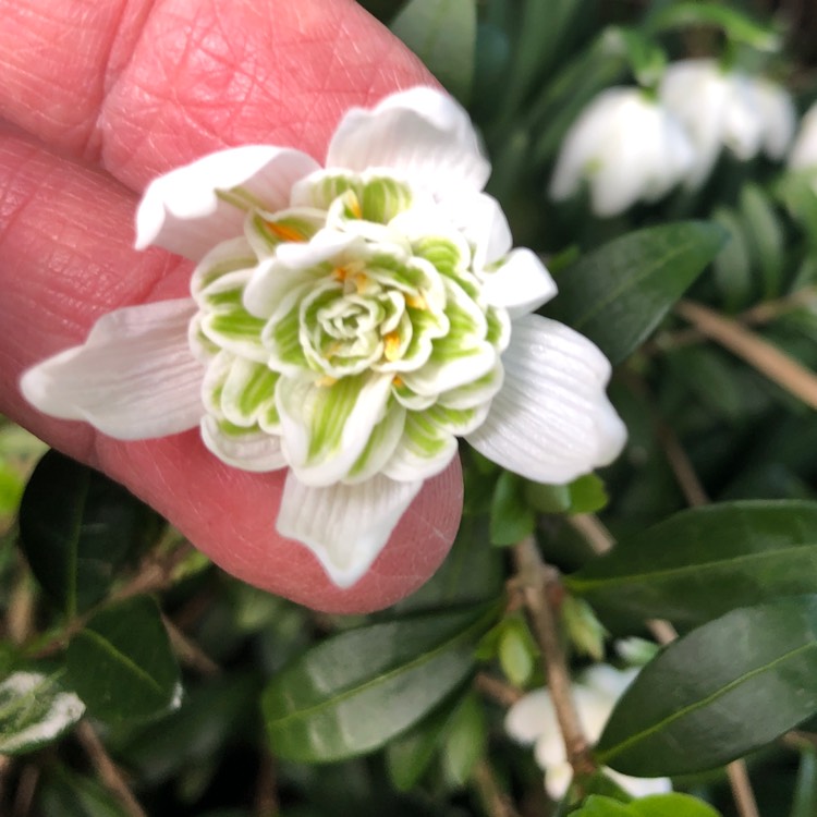 Plant image Galanthus nivalis f. pleniflorus 'Flore Pleno'