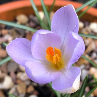 Crocus tommasinianus