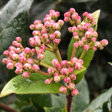 Viburnum tinus 'Eve Price'