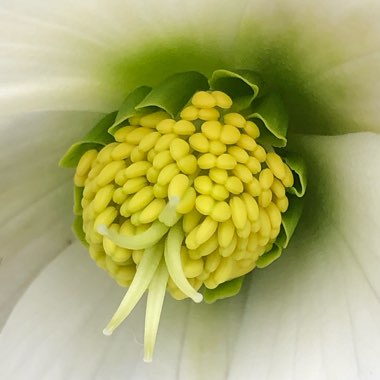 Helleborus