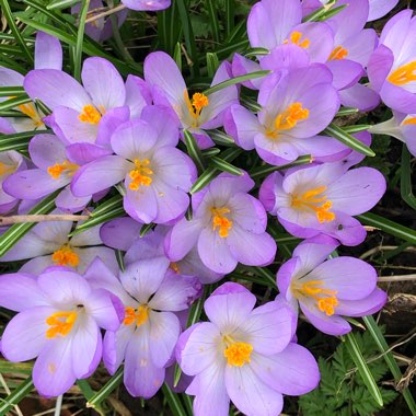 Crocus tommasinianus