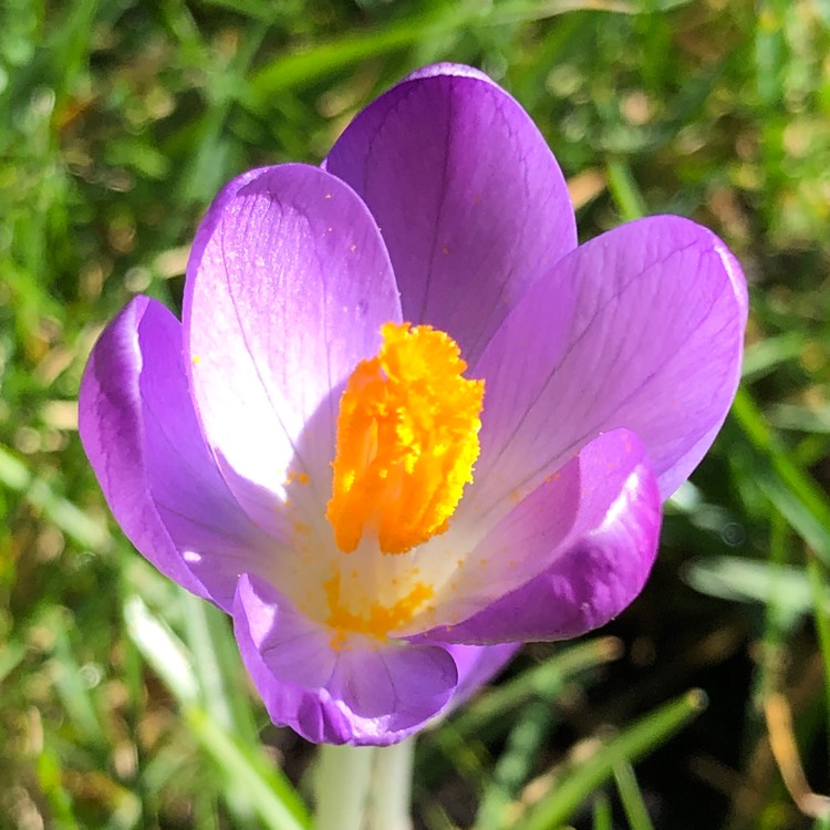 Plant image Crocus tommasinianus