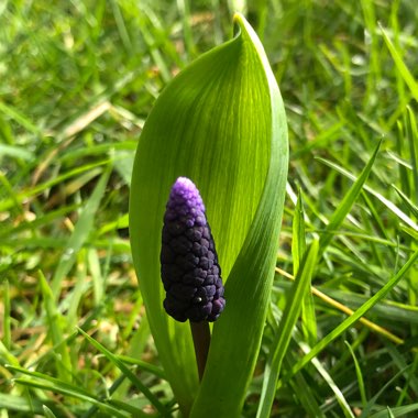 Muscari latifolium