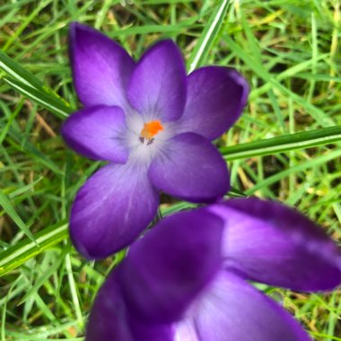 Crocus tommasinianus 'Ruby Giant'