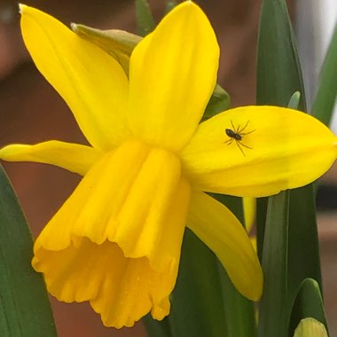 Narcissus 'Tête-à-Tête'