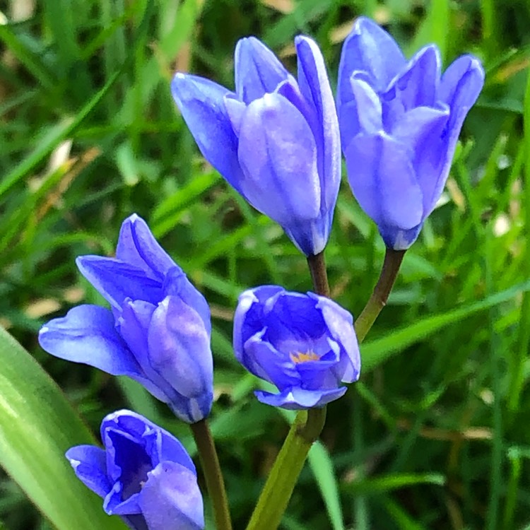 Plant image Chionodoxa