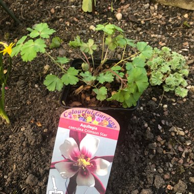 Aquilegia Caerulea