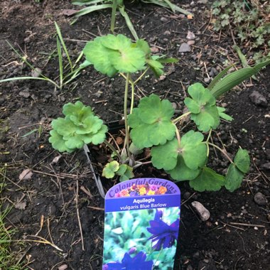 Aquilegia Vulgaris Var. Stellata 'Blue Barlow'