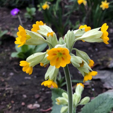 Primula poissonii